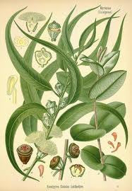 Essential Oil Blend Relieving (Eucalyptus Rosemary)-1