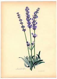 Essential Oil Blend Healing (Tea Tree Lavender)-2