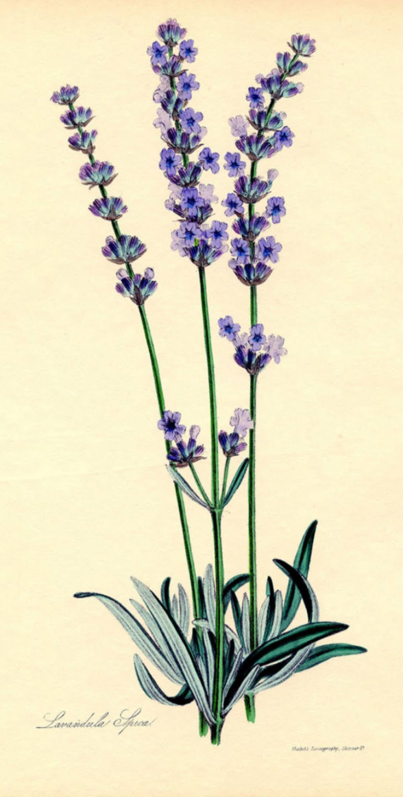 Essential Oil - Lavender-3