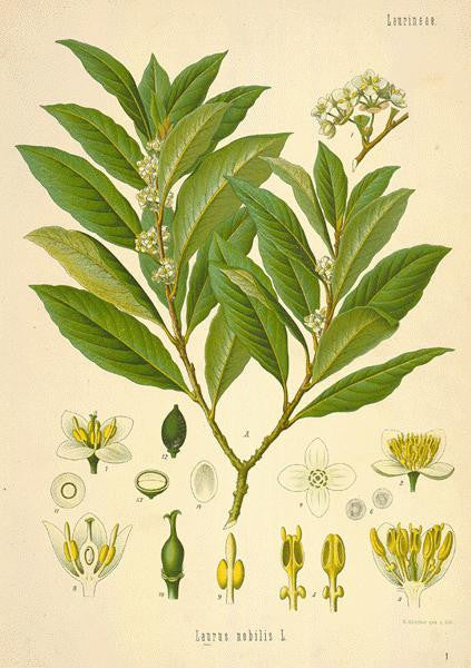 Essential Oil Blend Nostalgic (Bay Laurel Sandalwood)-1