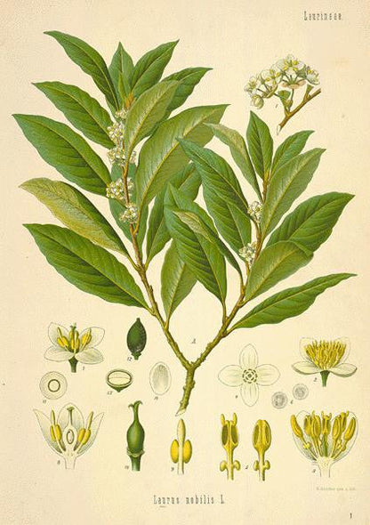 Essential Oil Blend Nostalgic (Bay Laurel Sandalwood)-1