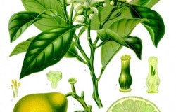 Essential Oil Blend Encouraging (Verbena Lemon)-2