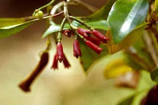Essential Oil - Clove-3