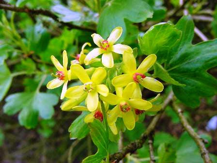 Essential Oil - Clove-1