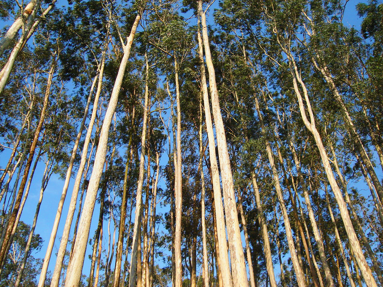 Essential Oil - Eucalyptus-4