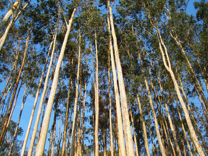Essential Oil - Eucalyptus-4