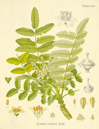 Essential Oil Blend Centering (Frankincense Moss)-1