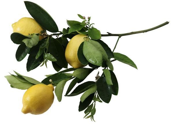 Essential Oil - Lemon-1