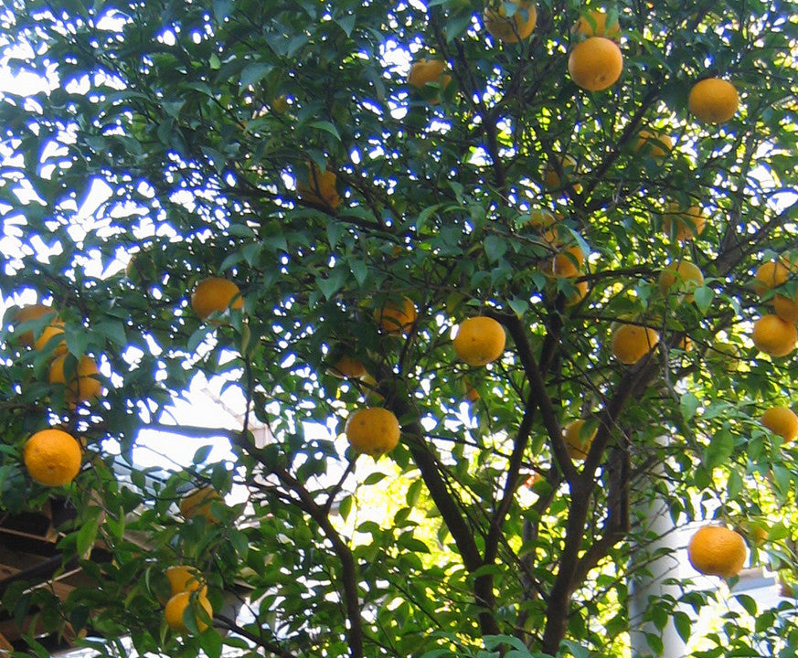 Essential Oil - Lemon-3