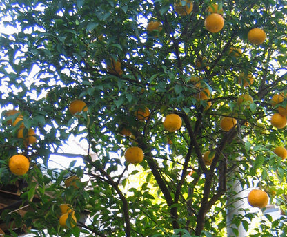 Essential Oil - Lemon-3