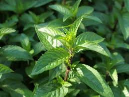 Essential Oil - Peppermint-4