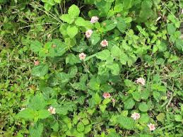 Essential Oil - Peppermint-1