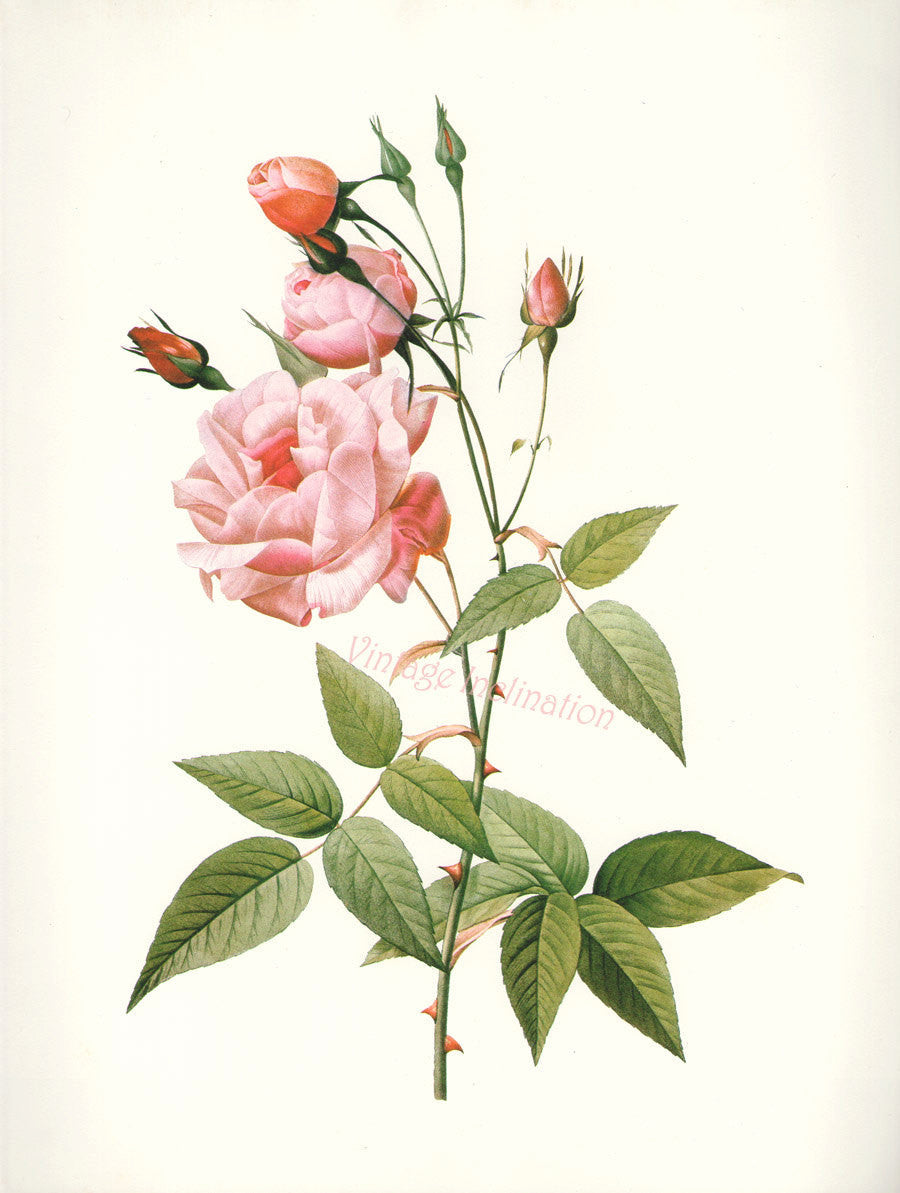 Essential Oil Blend Rejuvenating (Rose Ylang Ylang)-1