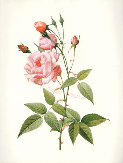 Essential Oil Blend Rejuvenating (Rose Ylang Ylang)-1