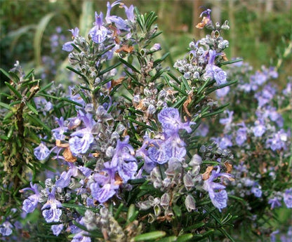 Essential Oil - Rosemary-1