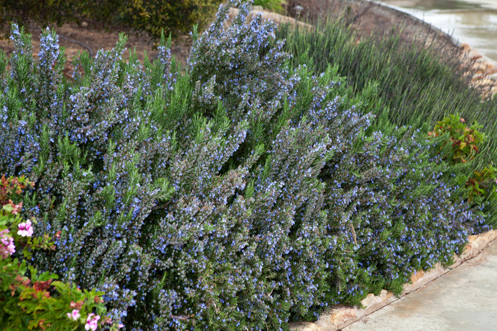 Essential Oil - Rosemary-3