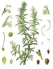 Essential Oil Blend Energizing (Rosemary Mint)-1