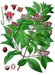 Essential Oil Blend Nostalgic (Bay Laurel Sandalwood)-2
