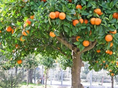 Essential Oil - Tangerine-1
