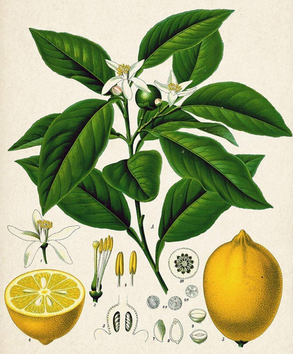 Essential Oil - Lemon-2