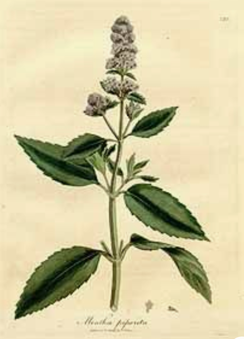 Essential Oil - Peppermint-2