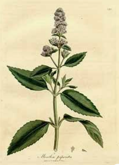 Essential Oil - Peppermint-2
