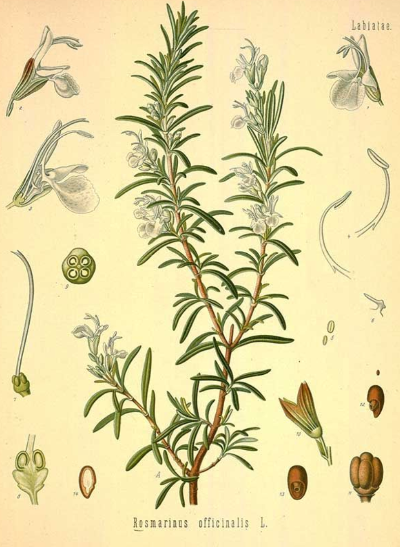Essential Oil - Rosemary-2