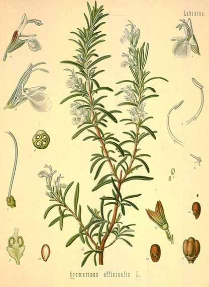 Essential Oil - Rosemary-2