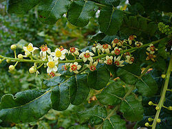 Essential Oil Blend Centering (Frankincense Moss)-3