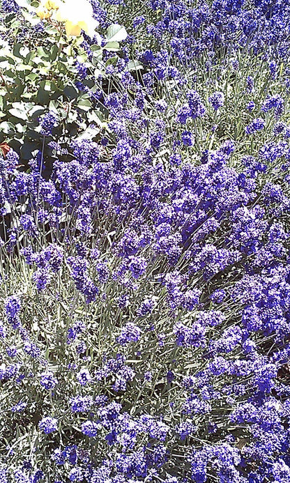 Essential Oil - Lavender-2